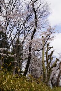 yonokoen 038