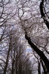 yonokoen 039