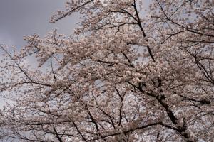 yonokoen 043
