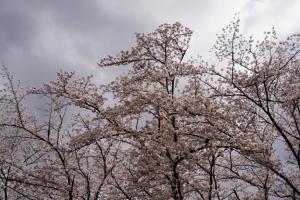 yonokoen 044