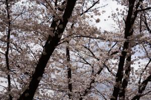 yonokoen 045