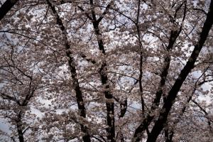yonokoen 046