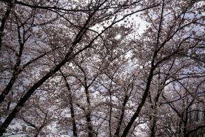 yonokoen 047