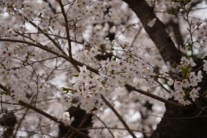 yonokoen 052