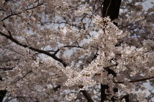 yonokoen 055