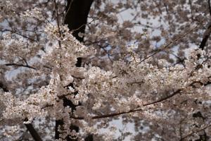 yonokoen 056