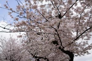 yonokoen 058