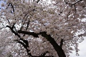 yonokoen 059