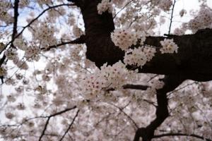 yonokoen 060
