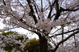 yonokoen 061