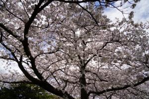 sakurakaido 001