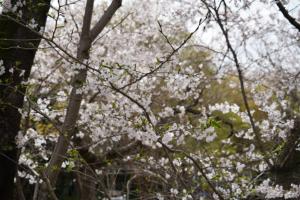 sakurakaido 004
