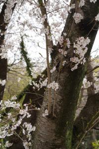 sakurakaido 005