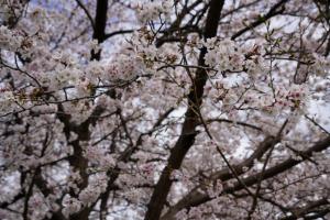 sakurakaido 006