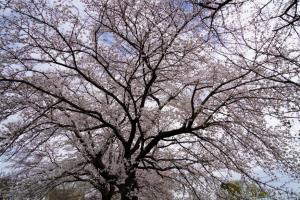 sakurakaido 007