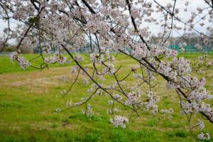 sakurakaido 008