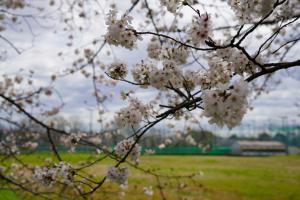 sakurakaido 009