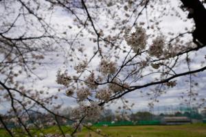sakurakaido 010