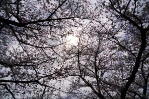 sakurakaido 011