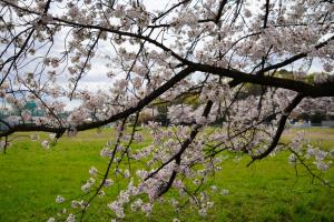 sakurakaido 013