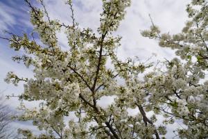 sakurakaido 018