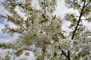 sakurakaido 019