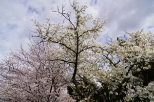 sakurakaido 021
