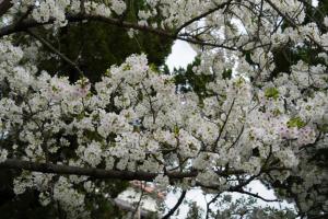 sakurakaido 022