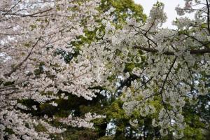 sakurakaido 023