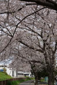 sakurakaido 024