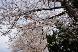sakurakaido 025