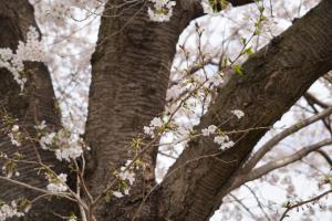 sakurakaido 027