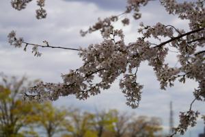 sakurakaido 028