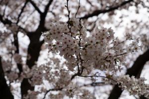 sakurakaido 029