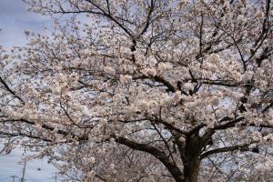 sakurakaido 030