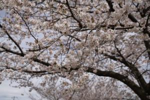 sakurakaido 031