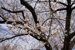 sakurakaido 032