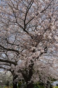 sakurakaido 033