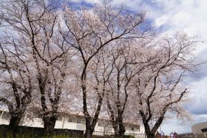 sakurakaido 043