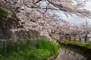 sakurakaido 045