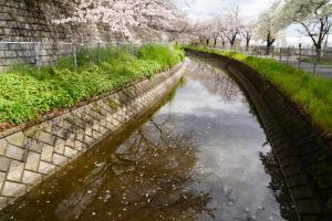 sakurakaido 046