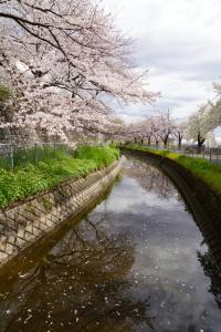 sakurakaido 047