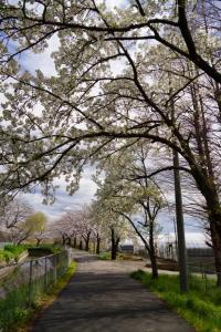 sakurakaido 048