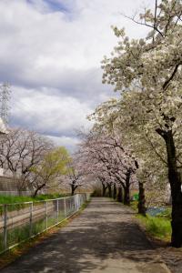 sakurakaido 049