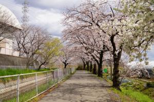sakurakaido 050