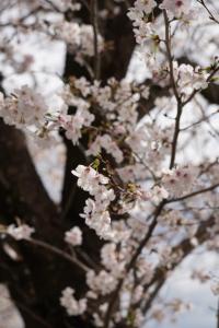 sakurakaido 051