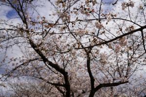 sakurakaido 052