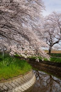 sakurakaido 053