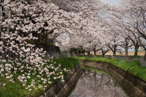 sakurakaido 054
