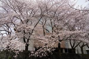 sakurakaido 055
